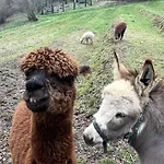Il Cerro *