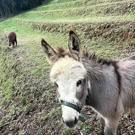 Il Cerro